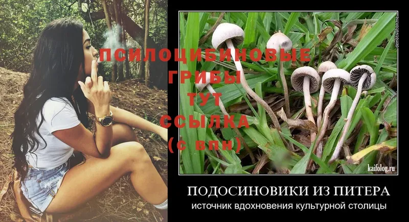 Псилоцибиновые грибы Psilocybe  Белово 